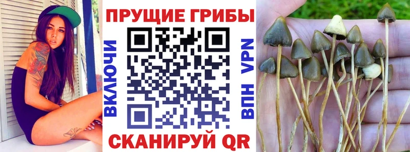 площадка клад  Гулькевичи  Галлюциногенные грибы Psilocybe  цена  